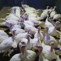 بقلمون گوشتی