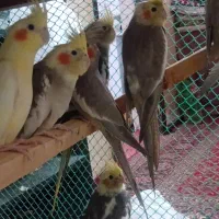 عروس هلندی|پرنده|بندرعباس, |دیوار