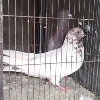 سه تا کبوتر زوردار بگرد