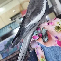 عروس هلندی رام شده چهار کلمه حرفم میزنه