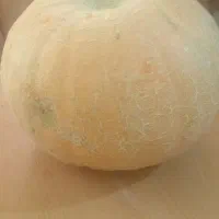 کدو خورشتی|خوردنی و آشامیدنی|مشهد, ارشاد|دیوار