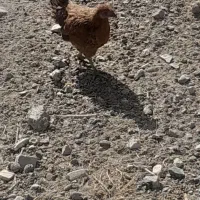 جوجه مرغ واکسن خورده کوچیک وبزرگ|حیوانات مزرعه|فریمان, |دیوار