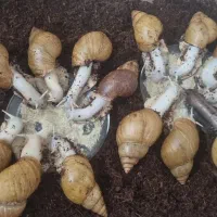 حلزون های آچاچینا|خزنده|تهران, فردوسی|دیوار