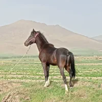 اسب