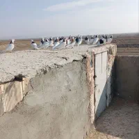 ۲۷عدد طوقی پرشی|پرنده|سبزوار, امیر کبیر|دیوار