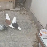 جوجه پشتدار بوم ندیده