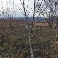 درخت گردو|خدمات باغبانی و درختکاری|مشگین شهر, |دیوار