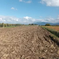 زمین باغی|فروش زمین و ملک کلنگی|گرگان, |دیوار