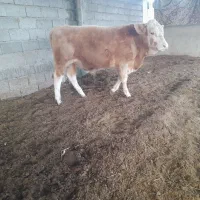 گوساله نر ده ماهه