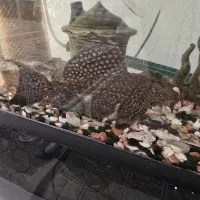 ماهی لجنخوار بزرگ آکواریوم