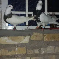 کبوتر رنگی|پرنده|سوسنگرد, |دیوار