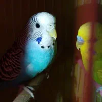 جفت مرغ عشق