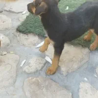 توله ژرمن اصیل|سگ|تهران, سوهانک|دیوار