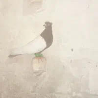 کفتر دم سفید سینه
