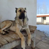 واگذاری سگ|سگ|صوفیان, |دیوار