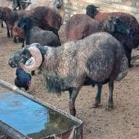 قوچ|حیوانات مزرعه|فرمهین, |دیوار