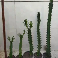 کاکتوس