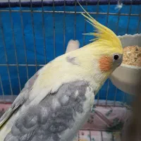 عروس هلندی نر مست|پرنده|بروجرد, |دیوار