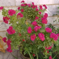 گل و گیاه|گل و گیاه طبیعی|سنندج, |دیوار