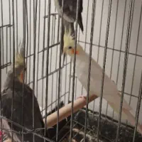 ۳عددعروسهلندی نر و ماده هستن.|پرنده|تاکستان, |دیوار