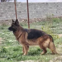 ژرمن شولاین شجره دار حرفه ای