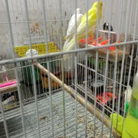 قناری کشیده بلند|پرنده|مشهد, فاطمیه|دیوار