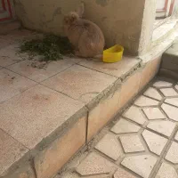 واکذاری خرکوش فی ۲میلیون