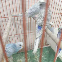 مرغ عشق|پرنده|دوگنبدان, |دیوار