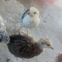 جوجه یک ماهه محلی