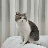 گربه بیریتیش یک سال و نیمه واکسینه