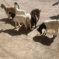 بزغاله نر ۲۷۵ بزغاله ماده ۲۴۵|حیوانات مزرعه|بیرجند, |دیوار