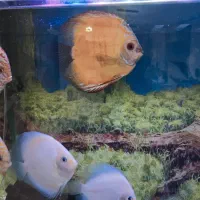 دیسکس سایز بزرگ قناری