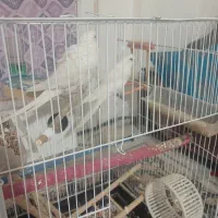 یک جفت آلبینو کشیده زیبا