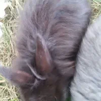 بچه خرگوش لوپ هلندی|موش و خرگوش|کردکوی, |دیوار