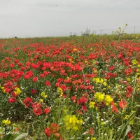 عرقیجات گیاهی محلی
