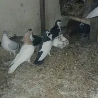 جفت کفتر ساده وچپ شماره تماس|پرنده|جلگه ماژان, |دیوار