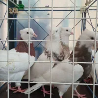 طوق|پرنده|کرمانشاه, |دیوار