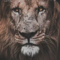 لامبادا مردانه