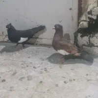 کفتر کبو