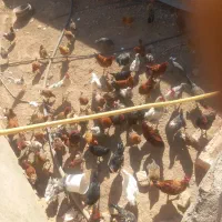 خروس ومرغ همه باهم دونه ۲۷۰همه جون