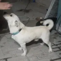سگ پا کوتاه|سگ|کرمانشاه, |دیوار