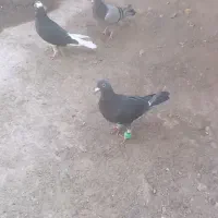 قره دم سفید|پرنده|سبزوار, رباط|دیوار