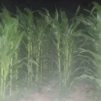 ذرت علوفه‌ای
