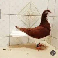 شیرازی سرخ باخت دادم