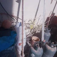 شاخ گوزنی