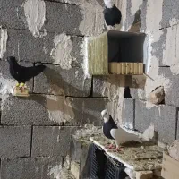 کبوتر بهبهانی