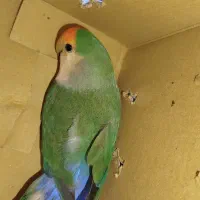 سلام و ارادت