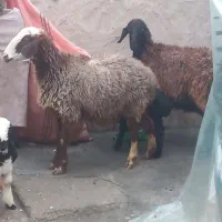 ۲عددمیش برو بره برهاشون نرو ماده