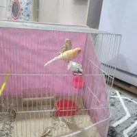 قناری نر ماده|پرنده|مشهد, فریزی|دیوار