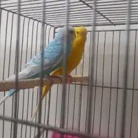 فروش دو عدد مرغ عشق|پرنده|خوی, |دیوار